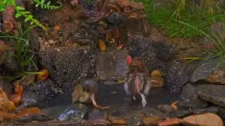 Cat TV for Cats to Watch 😺 4HRs of Soothing Birdbath | Calm Your Mind |4K HDR 50fps |25-07-3