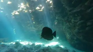 Diving at St. John's Caves, Red Sea, Egypt (May/June-2025), 4K