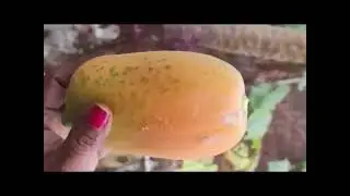 Harvest vegetables and Fruit #garden #veggieslover #kitchengarden #gardendelight 