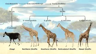 Giraffes and Okapis: The Tallest Land Animal Family in the World