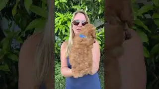 Hollister - Micro Mini Goldendoodle - 9/5/23