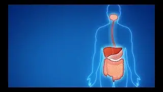 O intestino e o Lactobacillus casei Shirota