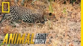 It's a Leopard Stakeout | Animal Fight Night