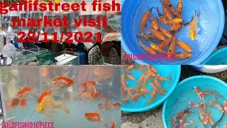 New fish stock of gallifstreet and price details || gallifstreet pet Market visit 28/11/2021