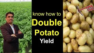 Episode 24: Increase in Potato Size & Yield at Lower Cost of Production !