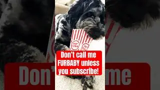 Don&rsquo;t call me FURBABY unless you subscribe! #dogs #dog #dogshorts #pets #furbaby