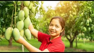 Picking Golden Ripe Mangoes under the Summer Sun & Village Market Day | Hana Farm Bushcraft