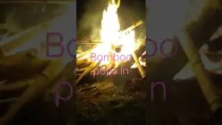 Burning Bamboo Fire Explosion #shortsvideo #shorts #youtube #youtubeshorts #fire #popping #video