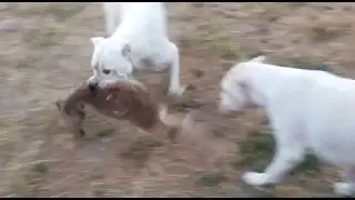 &iquest;Que le pasa a un zorro cuando entra en un gallinero cuidado por un dogo argentino?
