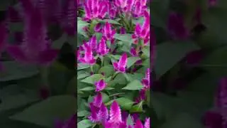 Amazing celosia variety  Latest winter variety celosia flowers best winter #shorts #celosia