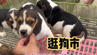 逛狗市咯！今天市场上的宠物狗太合适了，品相超好，关注我！ #家庭伴侣犬 #家有萌宠 #宠物市场 #家有宠物