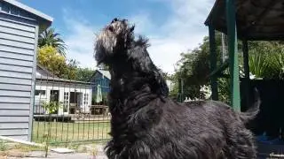 Scottish terrier sings