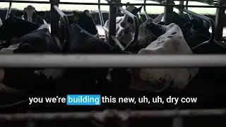 Cows Competing for Beds: Fair Oaks Farms Dairy Stocking Density Explained