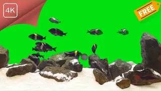Free Fishes Background Video Green Screen [4K] | Free Background Videos (No Copyright)'TROPHEUS'