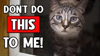 Never Do THIS When You Leave Your Cat Alone 🔥