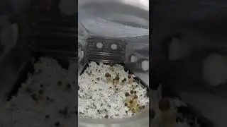 | Everything  mushroom | This time-lapse was taken over 6 days with a #science🍄 #usa#uk #shortsvideo