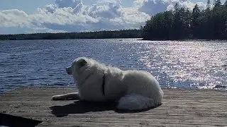 Exploring Sweden's Beautiful Lakes and Surviving the Mosquitos Ep.5