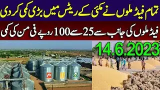 Today maize rates in feed mills 2023 | feed mills rate 2023 | makki market down