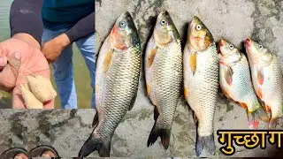 gucha gal fishing 😱😱😱|  Best Type To fish Hunting || गुच्छे में एक साथ दो दो मछलियां पकड़ी