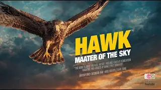 Hawk: The Master of Aerial Precision and One of Nature’s Most Efficient Predators