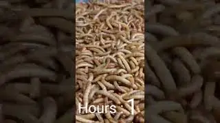 Mealworms VS Biscuit #shorts