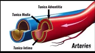 Anatomy, structure of blood vessels, artery, vein and capillary