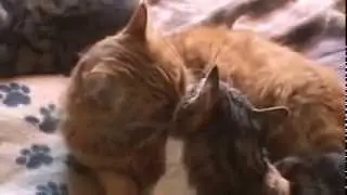 Gatto Poldo & Gatto Cento in love