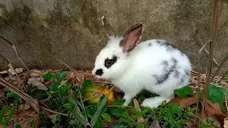 Little rabbit playing with naughty cat