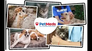 PetMed Express 2025 Financial Analysis
