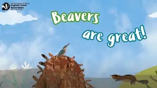Beavers are great! Educational video