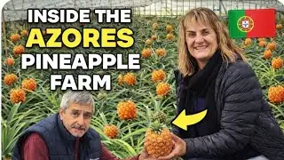 Inside S&atilde;o Miguel&rsquo;s Famous Pineapple Plantation🍍Azores Island Life Vlog #azores #saomiguel #travel 