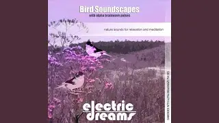 Bird Soundscapes With Alpha Brainwave Pulses