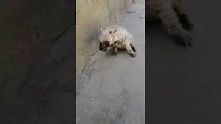 Orphaned hyena's fearful calls echo at Vakil Abad Zoo