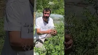 Cedr&oacute;n de monte: una planta arom&aacute;tica que cuida tu jard&iacute;n y atrae la fauna