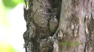 Cr&iacute;a de Ju&iacute; vocaliza y abandona el nido (Puerto Rican Flycatcher, Myiarchus antillarum) END&Eacute;MICA