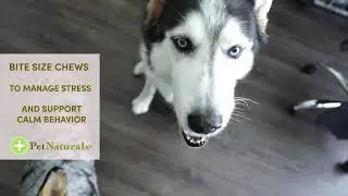 Calming chews are veterinary formulated to help your pet relax in times of stress.