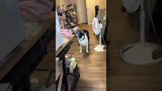 @v_moneyhoney: He's a hungry dog! 🤣 #dog #dogvideos