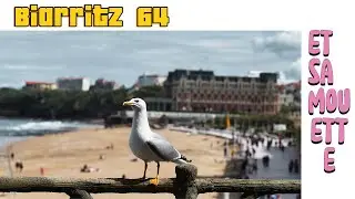 Biarritz et sa mouette curieuse .