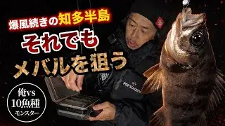 【俺vs10魚種モンスター】爆風続きの知多半島　それでもメバルを狙う