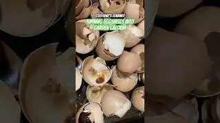 Превращение яичной скорлупы в садовый кальций | Зона городского садоводства 8A, Джорджия || Путеш...