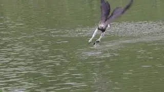 Wildlife videography with Canon R5 and RF100-500mm f/4.5-7.1L IS USM Lens. Grey Headed Fish Eagle.