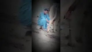 #Traditional Buffalo #Milking in Punjab | #Village Life & #Farming Culture, #viral2025shorts