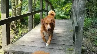 Happy Dogs in the Forest - Nova Scotia Duck Tolling Retrievers