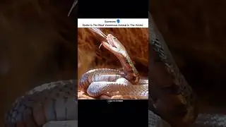 Most venomous animal ☠️ #animals #shorts #earth