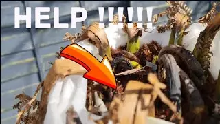 HELP !!! WHAT TO DO WITH BLACKENED CROZIERS / DICKSONIA ANTARCTICA