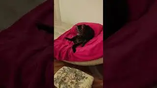 Kitty cat Life жизнь кошки в городе Вена वियना में एक बिल्ली का जीवन ウィーンの猫の生活
