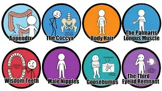 Organs Your Body Doesn't Need Anymore