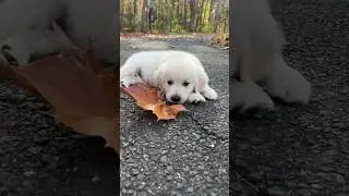Now This Is Cute #goldenretriever #puppy #dog