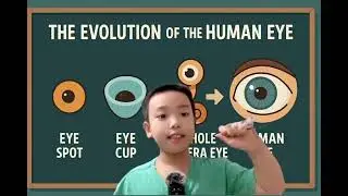 From Eye Spot to Human Vision &ndash; The Incredible Evolution of the Eye! 👁️