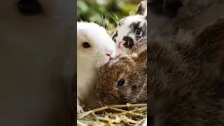 LOS CONEJOS MAS TIERNOS QUE VERAS HOY #funny #youtubeshorts #latinoamerica #ㅇyㅇ #voiceeffects #word